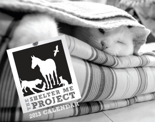 The delightful cover of the Shelter Me calendar.