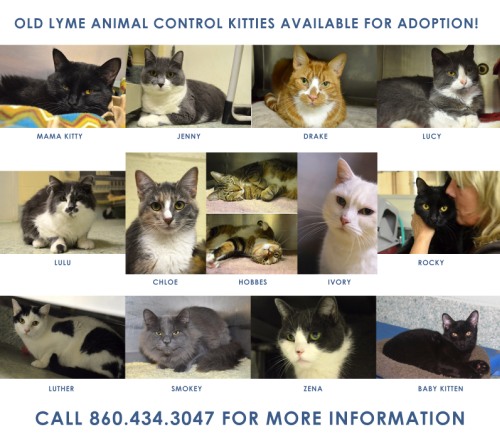 old-lyme-animal-shelter_500