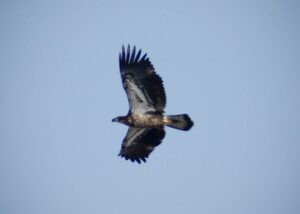 1302_2013FebEagleWatch_024-3a-580x414