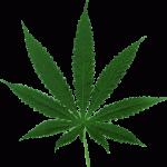 marijuana_leaf