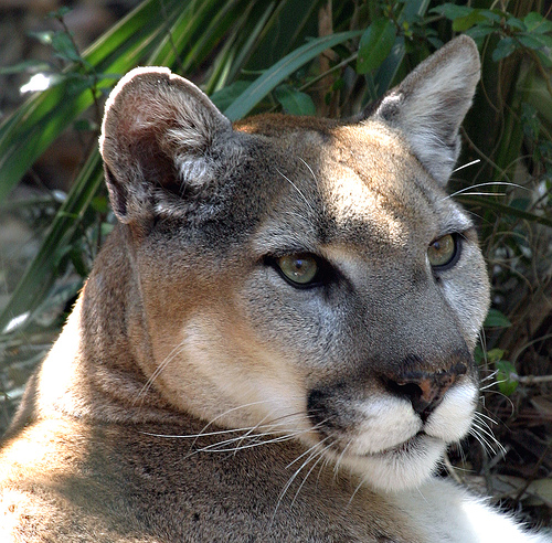 Eastern Cougar Headshot