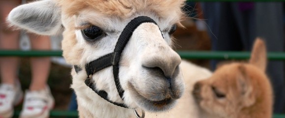 Llamas are to love ...