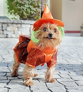 This 'Howl-o-ween' terrier is all ready for Saturday's Pet Parade in Old Lyme.