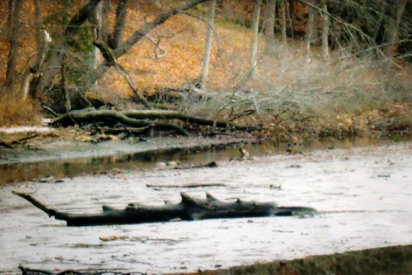 Loch Ness Monster in Lyme