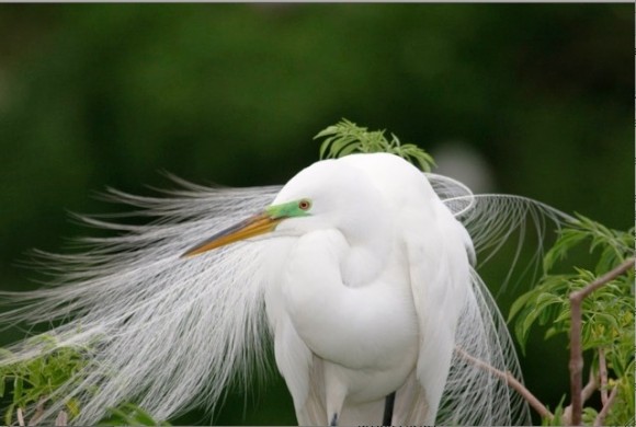 A Great Egret photographer by Diana Atwood Johnson in Orlando, Fla.