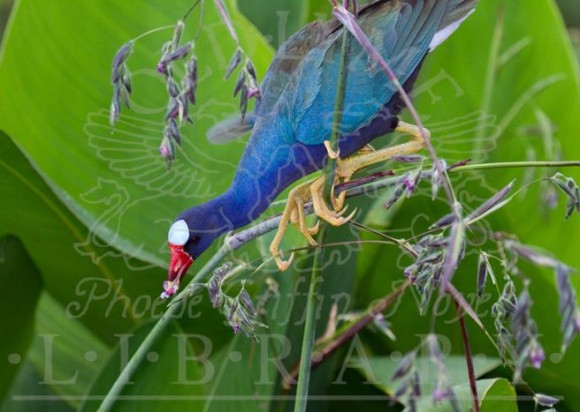 Signature photo by William Burt for his exhibition opening Friday at the Old Lyme Library of a Purple Gallinule feasting in Palm Beach County, Fla.,