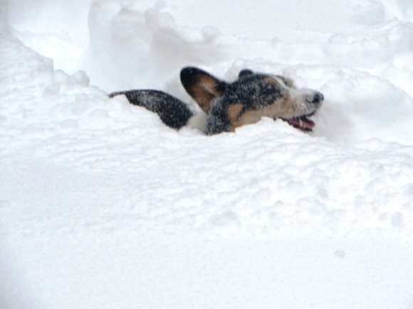 Here's Flash unperturbed by his size (he's a corgi) having a fine old time.  Photo by Heather Supesano.