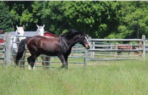 Horses