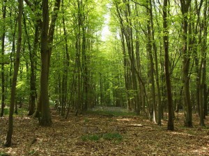 View of leafy woods