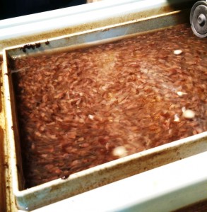 Eels galore!