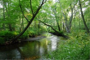 Banningwood Preserve