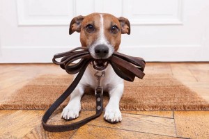 Dog with Leash