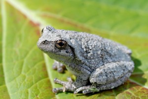 grey-treefrog500