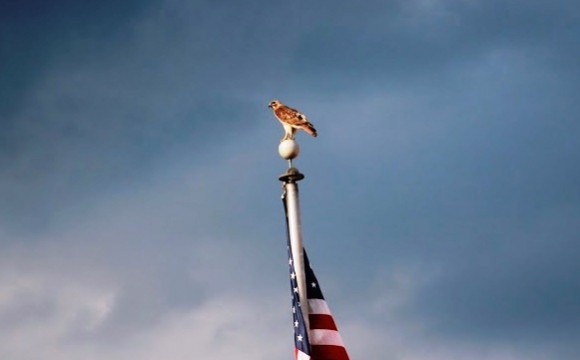 LOLHS graduation Hawk_on_flagpole_cropped