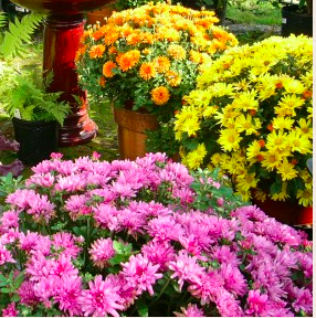 Fall_flowers