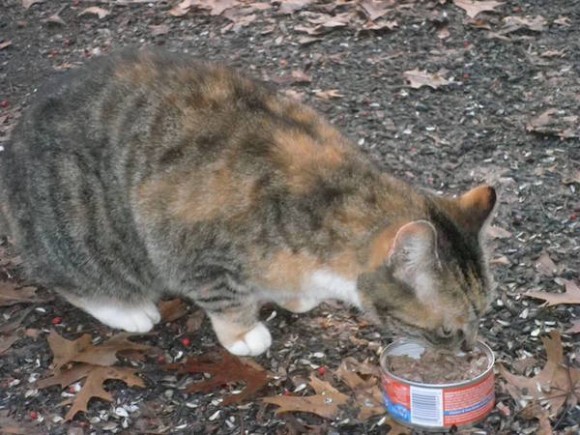 Do you know this cat?