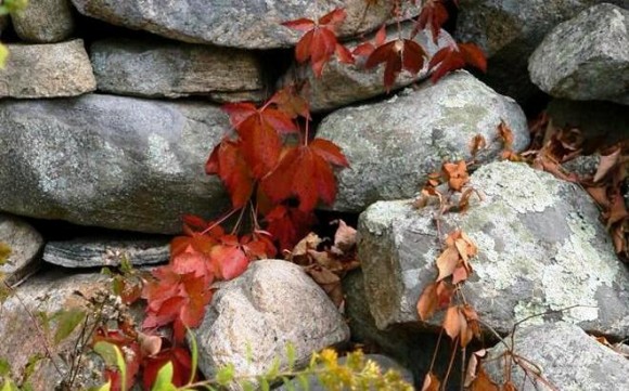Maple_leaves_on_stones_660x411