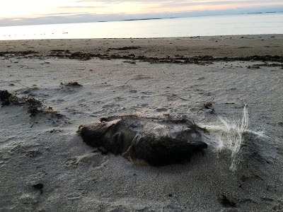 Ryan Lee - Montauk Monster 3