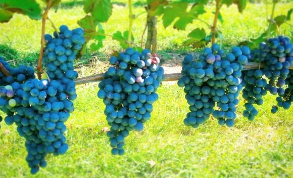 Grapes_Hanging_768x466