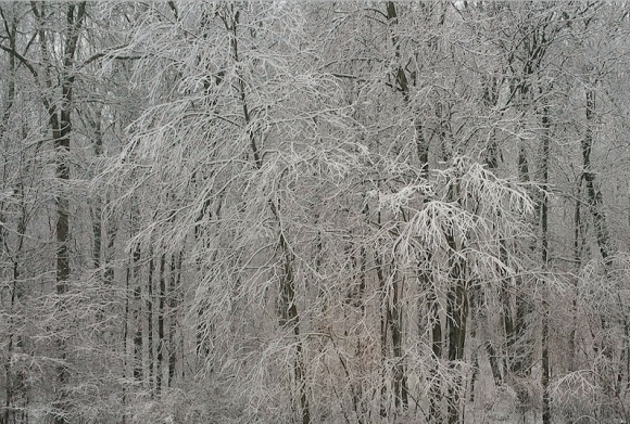 It's a white world again in Old Lyme today ...