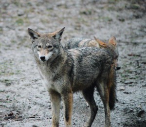 Close-up of a coyote.