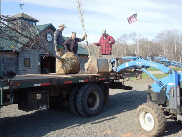 Offloading a tree.