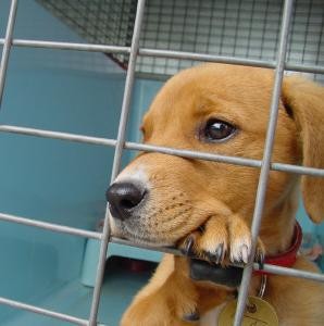 puppy-for-adoption