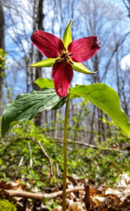 Explore the flora of the Czikowsky Preserve on the Lyme Land Trust's walk.
