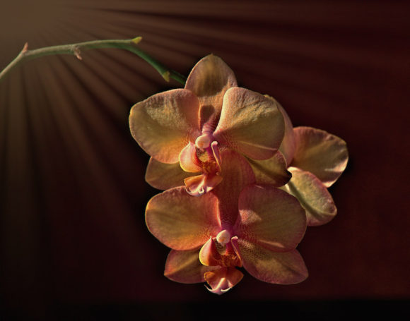 This Howard Margules photo won 'Best Use of Color' in the Westbrook photography show.