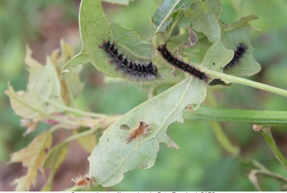 Gypsy moth caterpillar