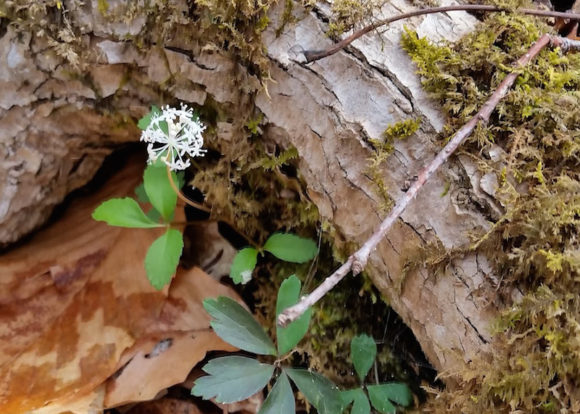 The Saxifraga plays an important role in improving your property to benefit wildlife and plants.