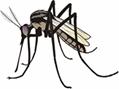 mosquito_v2