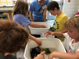 Children investigate the contents of their Touch Tanks!